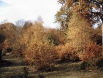Guidewoods autumn